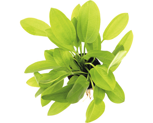 Akváriová rastlina živá Echinodorus cordifolius Mini Pohľad zhora na akvarijnú rastlinu so zelenými listami v kvetináči