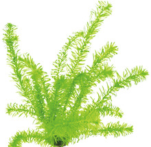 Umelá vodná rastlina pre akváriá