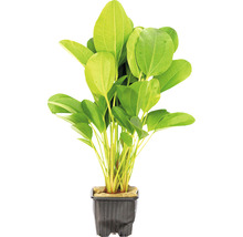 Echinodorus akvarijná rastlina v kvetináči