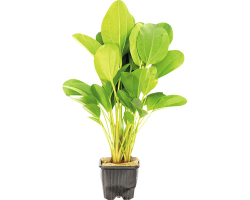 Akváriová rastlina živá Echinodorus Echinodorus akvarijná rastlina v kvetináči