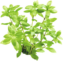 Rastlina bazalky v kvetináči