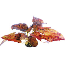 Akvarijná rastlina s veľkými listami