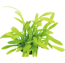 Akvarijná rastlina so zelenými listami