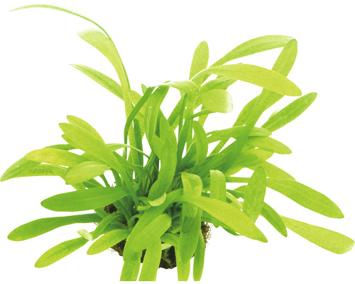 Akvarijná rastlina so zelenými listami