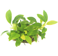 Pohľad zhora na akvarijnú rastlinu vo zväzku