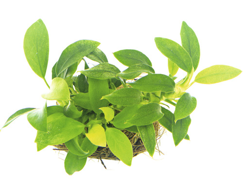 Vodná rastlina Anubias nana Bonsai Pohľad zhora na akvarijnú rastlinu vo zväzku