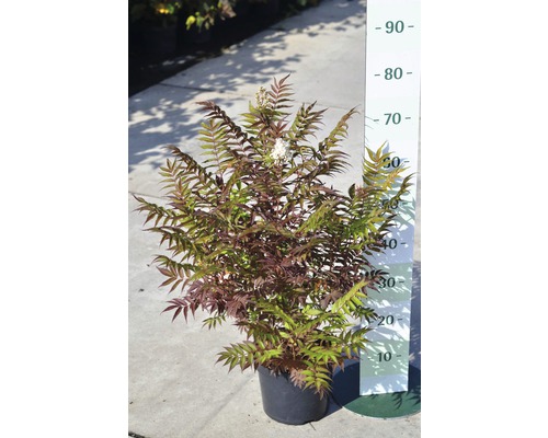 Tavoľník jarabinolistý FloraSelf Sorbaria sorbifolia 'Sem' výška 30-60 cm kvetináč 4 l