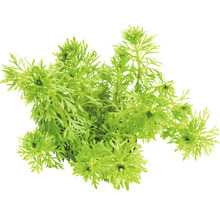 Vodná rastlina s jemnými listami pre akváriá