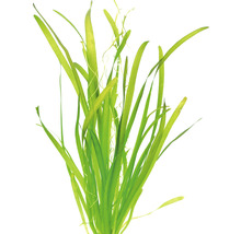 Akvarijná rastlina Vallisneria spiralis