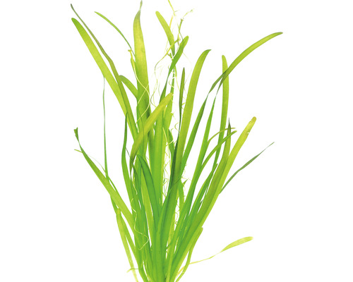 Akvarijná rastlina Vallisneria spiralis
