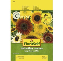 FloraSelf Slnečnica Helianthus annuus Veľkokvetá zmes balenie semien