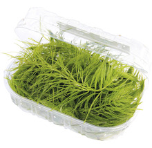 Akvarijná rastlina v plastovej nádobe