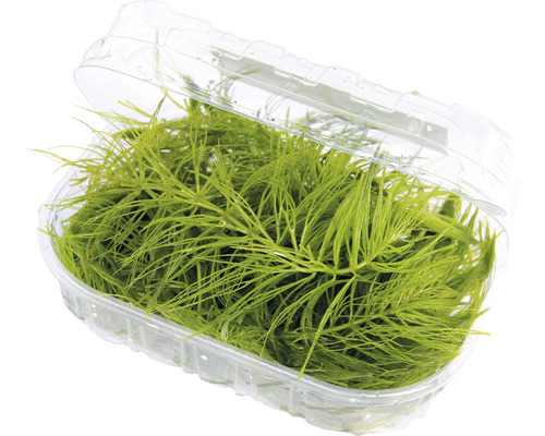 Akvarijná rastlina v plastovej nádobe