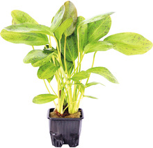 Akvarijná rastlina v kvetináči