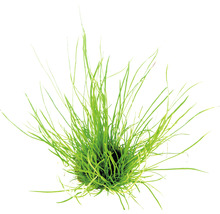 Zelený trs trávy pre záhradné jazierko