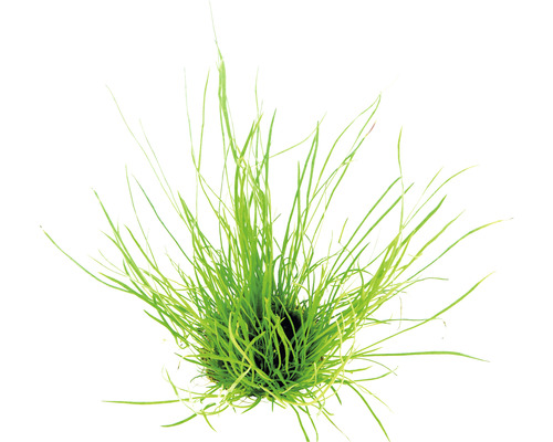 Vodná rastlina živá Lilaeopsis mauritiana Zelený trs trávy pre záhradné jazierko