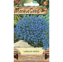 Balenie semien lobelky