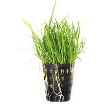 Akvarijná rastlina v kvetináči