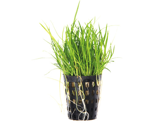 Akvarijná rastlina v kvetináči