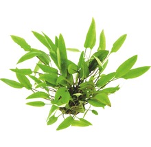 Akvarijná rastlina šípovka v kvetináči