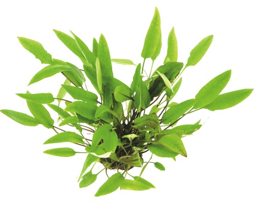 Akvarijná rastlina šípovka v kvetináči