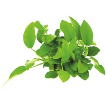 Štítnatec úzkolistý akváriová rastlina