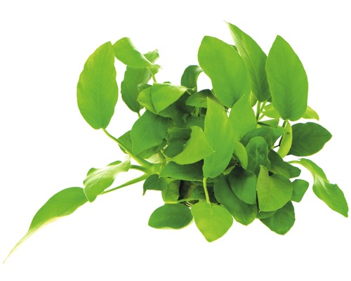 Štítnatec úzkolistý akváriová rastlina