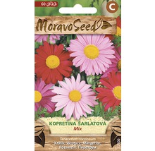 Balenie zmesi semien margarétky šarlátovej