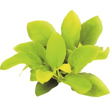 Akvarijná rastlina so širokými listami