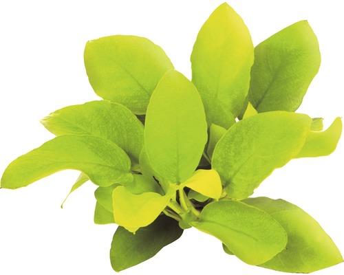 Akvarijná rastlina so širokými listami