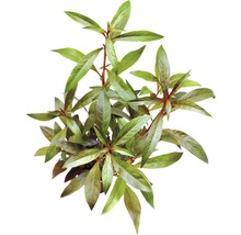 Bahnatka striedavokvetá rastlina so zelenými listami