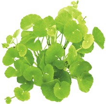 Pupočník, vodná rastlina s okrúhlymi listami