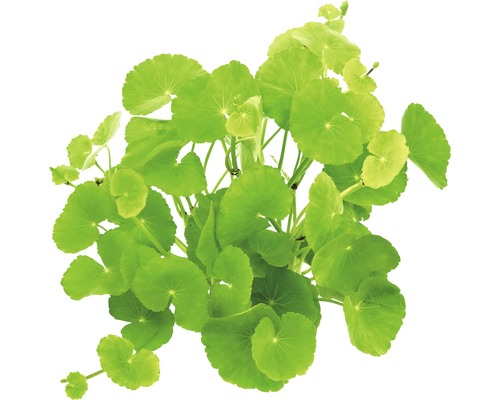 Vodná rastlina živá Hydrocotyle leucocephala Pupočník, vodná rastlina s okrúhlymi listami