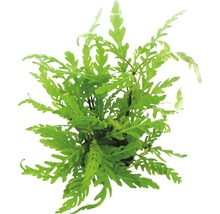 Pohľad zhora na vodnú rastlinu