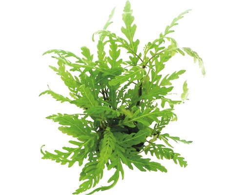 Pohľad zhora na vodnú rastlinu