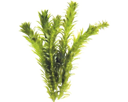 Vodomor hustý Egeria densa Vodná rastlina