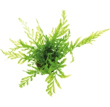 Zelený rožkatec pre akváriá, pohľad zhora