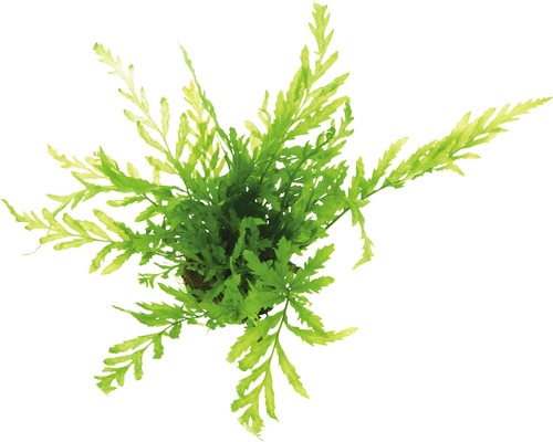 Vodná rastlina živá Bolbitis heudelotii Zelený rožkatec pre akváriá, pohľad zhora