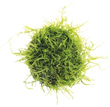 Machová guľa do akvárií