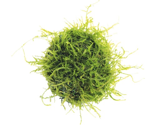 Vodná rastlina živá Aegagropila linnaei Machová guľa do akvárií