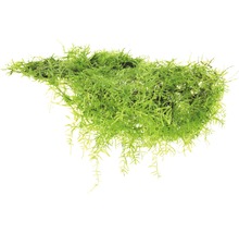 Akvarijná rastlina pramenička na bielom pozadí