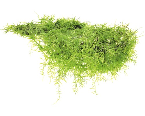 Vodná rastlina živá Taxiphyllum barbieri Akvarijná rastlina pramenička na bielom pozadí