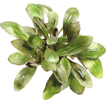 Akvarijná rastlina so zelenými listami