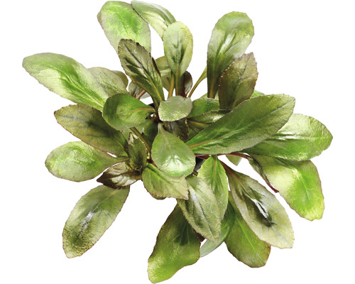 Akvarijná rastlina so zelenými listami