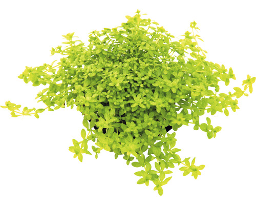 Zelená rastlina v kvetináči