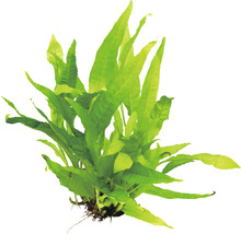 Jáva kapradina pre akvária