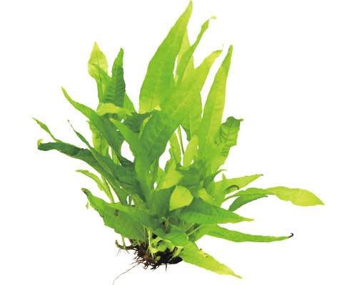 Jáva kapradina pre akvária