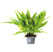 Izbová rastlina parožnatka v kvetináči