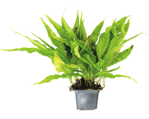 Izbová rastlina parožnatka v kvetináči