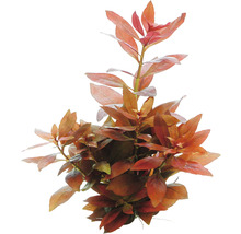 Vodná rastlina s červenkastými listami do akvárií